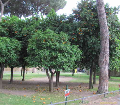 Апельсиновые деревья (Рим)