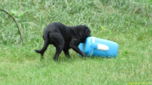 Попасть впросак – собака пытается достать еду из закрытого контейнера