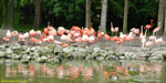 Зоопарк Боваль. Розовые фламинго