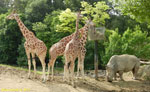 Зоопарк Боваль. Жирафы и носорог