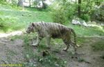 Зоопарк Боваль. Белый тигр