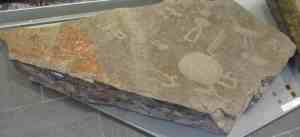 Фрагмент петроглифа, найден на Мысе Пери нос, Онежское озеро. Национальный музей Республики Карелия (Петрозаводск)