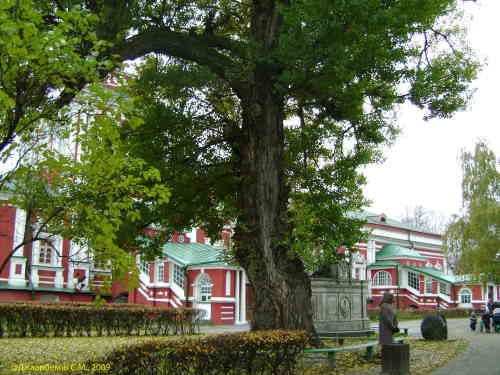 Новодевичий монастырь. Старинное дерево