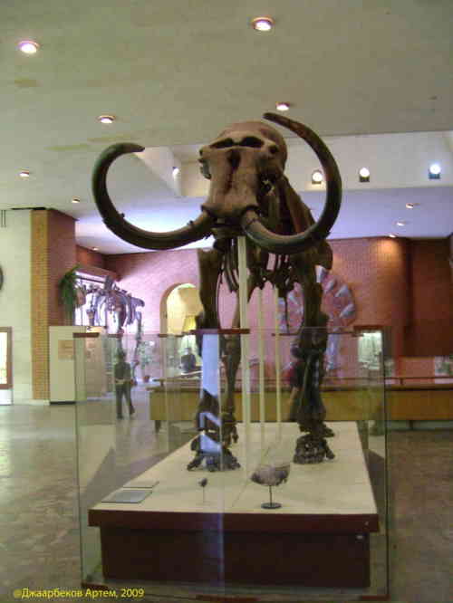Скелет мамонта. Палеонтологический музей (Москва)