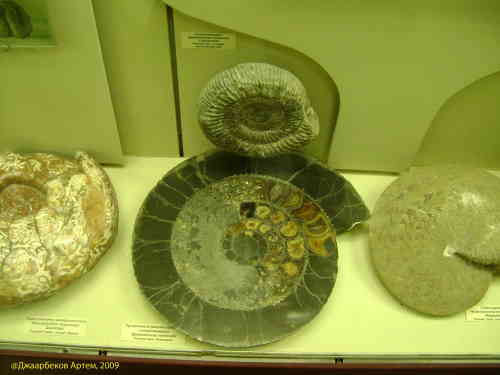 Окоменелые морские раковины. Палеонтологический музей (Москва)