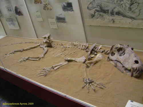 Скелет динозавра. Палеонтологический музей (Москва)