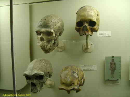 Черепа человека разумного (Homo Sapience) и его предков. Палеонтологический музей (Москва)