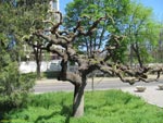 Распространенное в Одессе дерево, причудливой формы - Софора японская