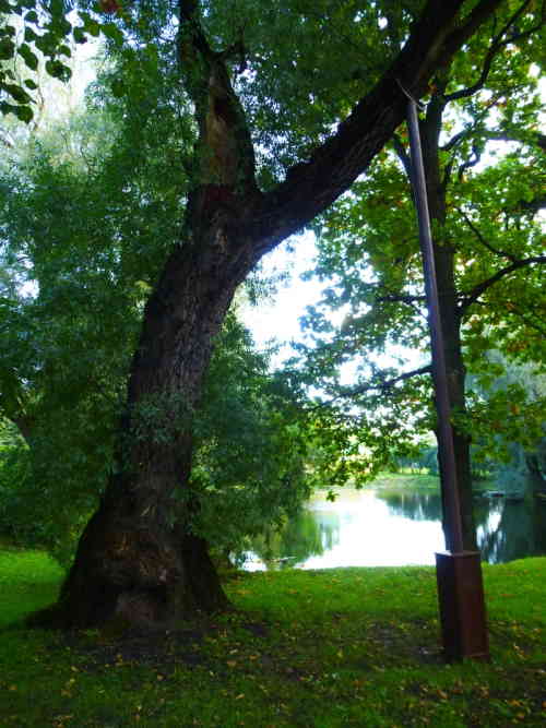 Старинные деревья. Музей Болдино